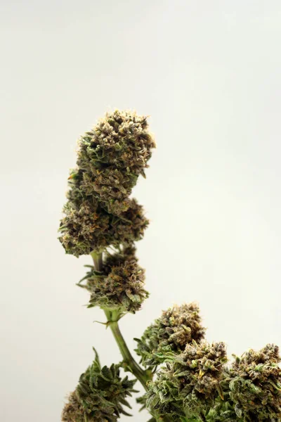 Cannabis Planta Após Corte Cultivo Marijuana Erva Crescer Thc Cbd — Fotografia de Stock