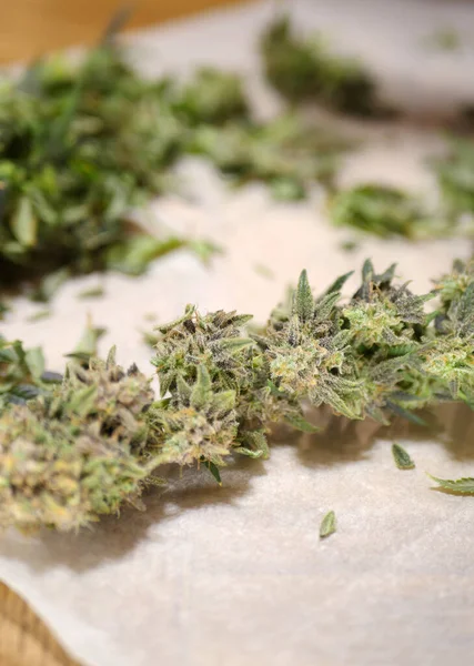 Couper Plante Cannabis Récolte Marijuana Culture Mauvaises Herbes Vertical — Photo