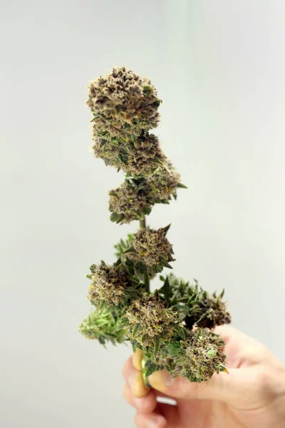 Kenevir Bitkisi Budadıktan Sonra Marihuana Ekimi Yetiştiriyor Thc Cbd Dikey — Stok fotoğraf