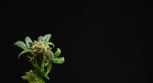 Zamknij Malutką Roślinkę Konopi Baner Pączkami Marihuany Czarne Tło Przestrzeń — Zdjęcie stockowe