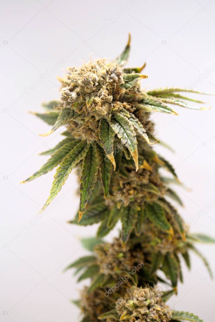 Cannabis branch. CBD plant. Medical Marijuana buds. Vertical orientation 