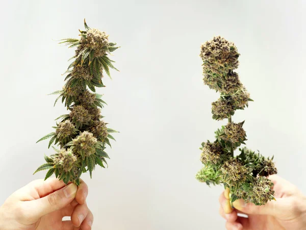 Antes Depois Corte Cannabis Cultivo Marijuana Fundo Branco — Fotografia de Stock