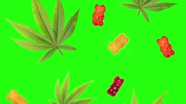 Döngülü kenevir yaprakları düşüyor. CBD jöle ayıları aşıladı. Yeşil ekranda yenebilir tıbbi marihuana