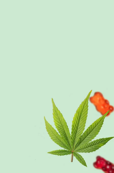 Liście Konopi Dżemem Misie Lewitują Medyczna Marihuana Żywność Wlewie Cbd — Zdjęcie stockowe