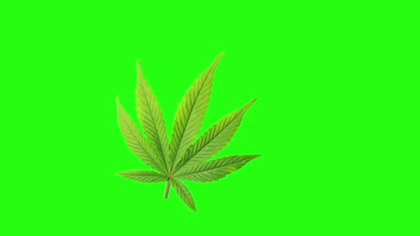 Liść Konopi Zielonym Ekranie Animacja Marihuany Klucz Chromowy — Wideo stockowe