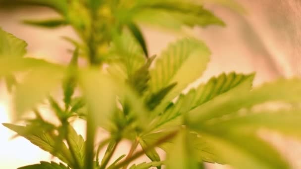 Fermez Plante Cannabis Pot Culture Des Mauvaises Herbes Intérieur Feuille — Video