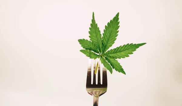 Çatal pankartta kenevir yaprağı. Yenilebilir marihuana pişirmek. CBD yağ yiyeceği. Boşluğu kopyala