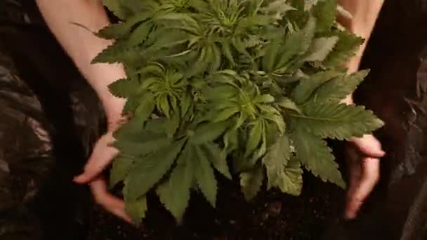 Hombre Cercano Transplantando Planta Cannabis Cultivo Marihuana — Vídeos de Stock