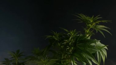 Kenevir bitkisi. Duman etkisi. Tıbbi marihuana yetiştirme videosu.