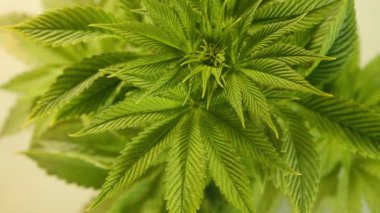 Esrar bitkisinin üst görüntüsü. Duman buharı. Tıbbi marihuana yetiştiriyorum. Kenevir yaprakları yakın plan. 4k video