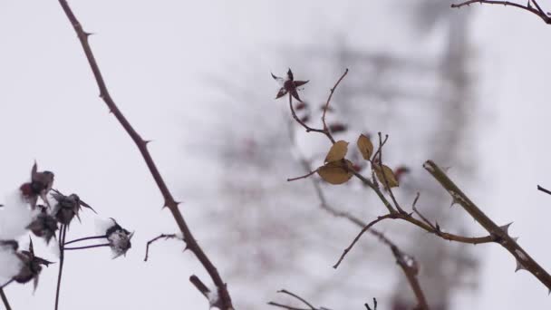 Snö Faller Vinterlandskap Vertikal Video Stäng Upp Frysta Grenar — Stockvideo