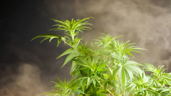 Duman bulutlarındaki kenevir bitkisi. Tıbbi marihuana yetiştiriyorum. 4 / 20 kültür