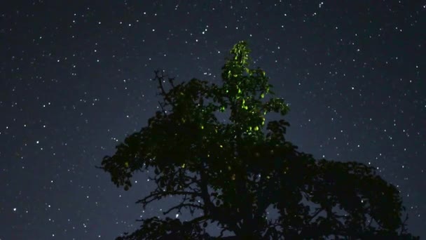 Albero Fronte Lapse Notturno Cielo Stellato Moto Galattico — Video Stock