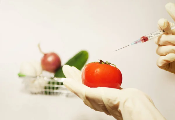 GMO food. Scientist in rubber gloves makes injection for tomato. Agriculture modification concept