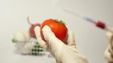 GDO tarım araştırması. Domates için vitamin enjeksiyonu. Laboratuvar botanik deneyi 