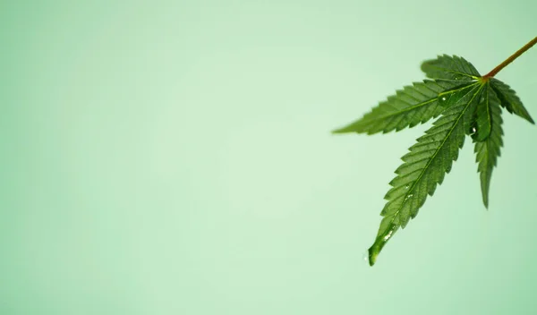 Gröna Blad Från Cannabisplantan Färskvatten Droppe Marijuana Banner Ort För — Stockfoto