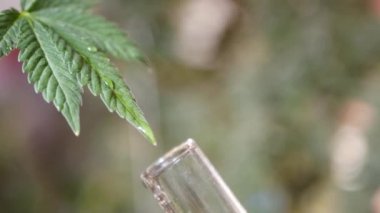 Kenevir yaprağı suyu test tüpüne dökülüyor. Tıbbi marihuana araştırması. CBD yağ ekimi. 