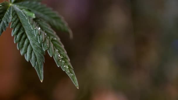 Water Drop Close Cannabis Leaf Marijuana Cultivation — Video Stock