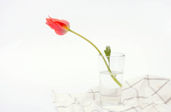 Один цветок в стакане воды. Розовый тюльпан в вазе. Украшение дома. Копирование пространства