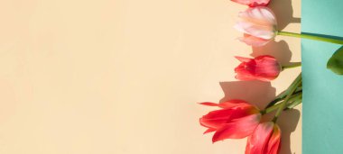 Pembe laleler düz duvar kağıdı. Uzayı kopyala Renkli çiçek tebrik kartı