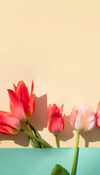 Rosa Tulipanes Fondo Pantalla Plana Laica Copiar Espacio Tarjeta Felicitación — Foto de Stock