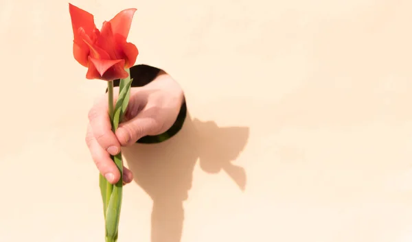 Hand holding pink tulip from the hole. Copy space banner. Spring holidays greeting