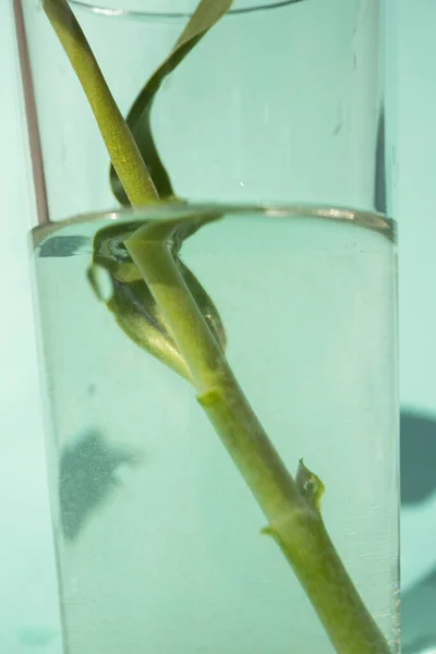 Chiuda Gambo Tulipano Vetro Acqua Fiore Vaso — Foto Stock