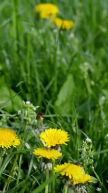 Yeşil çayırlarda açan sarı karahindibalar. Spring nature 4k dikey video. Çevre kavramı 