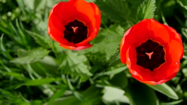 Tulipanes Rojos Hierba Verde Flores Jardín Video Primavera Floreciendo Vista — Vídeos de Stock