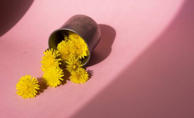 Pembe arka planda karahindiba çiçekleriyle dolu metal bir kupa. Bitki çayı konsepti. Boşluğu kopyala