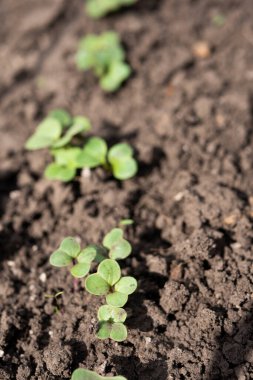 Toprakta yetişen kırmızımsı lahanaları kapatın. Ev işleri konsepti. Sıfır atık tarım. Dikey