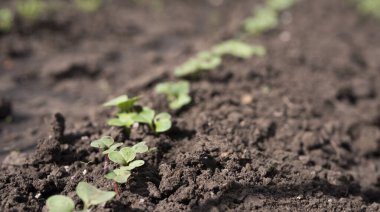 Toprakta yetişen kırmızımsı lahanaları kapatın. Ev işleri konsepti. sıfır atık tarım. 