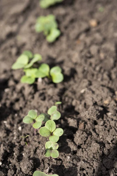 Close Reddish Sprouts Growing Soil Home Gardening Concept Zero Waste — Stock Photo, Image