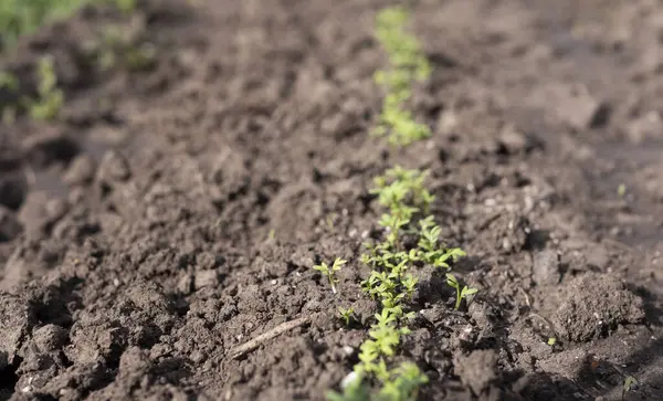 土の中で成長している小さな水稲の芽を閉じます 家庭菜園の概念 廃棄物ゼロ農業 — ストック写真