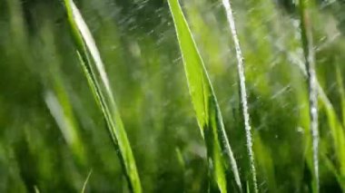 Yeşil çim 4K videosunu suluyorum. Tazelik kavramı. Güneşli bir günde yağmur yağar. Yaprakların üzerindeki çiğ tanelerini kapat 