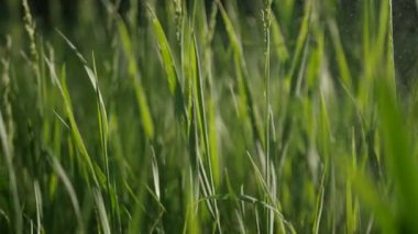 Yeşil çim 4K videosunu suluyorum. Tazelik kavramı. Güneşli bir günde yağmur yağar. Yaprakların üzerindeki çiğ tanelerini kapat 