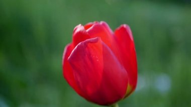 Lale sulamayı kapat. 4k video. Bahçede çiçekler açıyor.