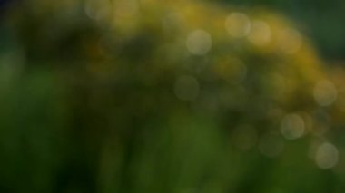 Fıskiyeler 4km 'lik video yayıyor. Bulanık damlalar güneş ışığında parlar. Yaz günü sulama bahçesi