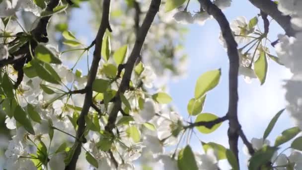 Perenboom Bloeiende Video Zonnige Lentedag Tuin Bloemen Achtergrond — Stockvideo