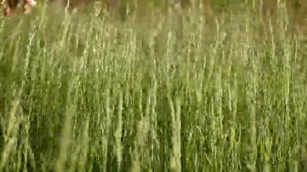 Sluit Een Mannelijke Hand Die Groen Gras Aanraakt Man Wandelend — Stockvideo