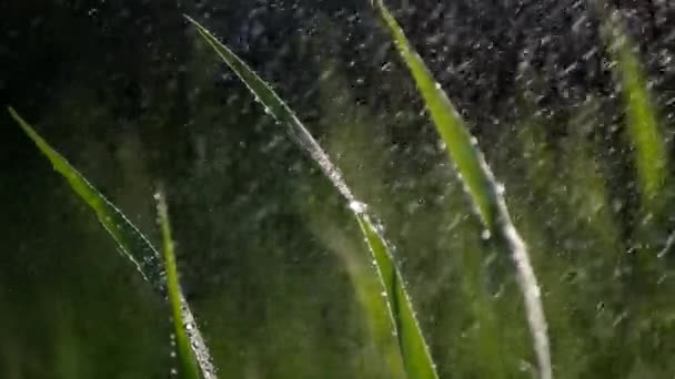 Πότισμα Πράσινο Γρασίδι Βίντεο Έννοια Της Φρεσκάδας Βροχή Πέφτει Την — Αρχείο Βίντεο