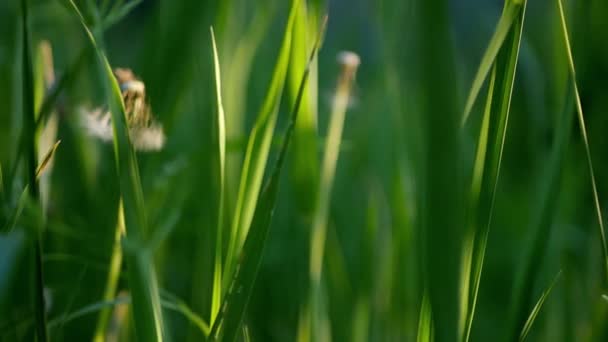 Pradera Verde Cerca Textura Hierba Video — Vídeos de Stock