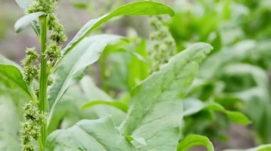 Bahçede yetişen yeşil lahanayı kapat. Organik gıda üretimi. 4k video