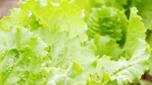 Close Green Leaf Salad Growing Yard Harvesting Lettuce Vibrant Green — Video Stock