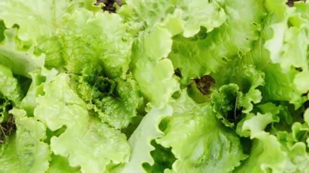 Top View Green Leaf Salad Growing Yard Harvesting Lettuce Vibrant — Stockvideo
