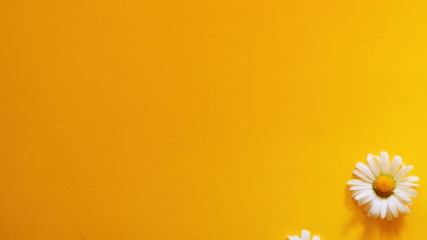 雏菊平铺在黄色的背景上 停止运动视频 文字的位置 小花组合 — 图库视频影像