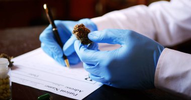 Kenevir tomurcuğu tutan bir bilim adamı. Tıbbi marihuana tedavisi. CBD ilacı 