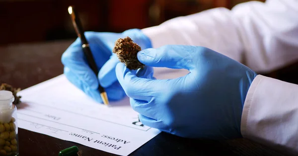 Kenevir tomurcuğu tutan bir bilim adamı. Tıbbi marihuana tedavisi. CBD ilacı 