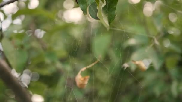 Spinnennetz Baum Schließen Video Insektenleben Dekoration Halloween — Stockvideo