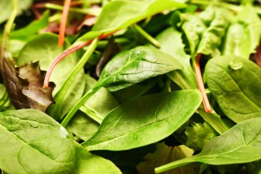 Salata karışımı, dokuyu kapat. Sağlıklı beslenme. Gıda arkaplanı